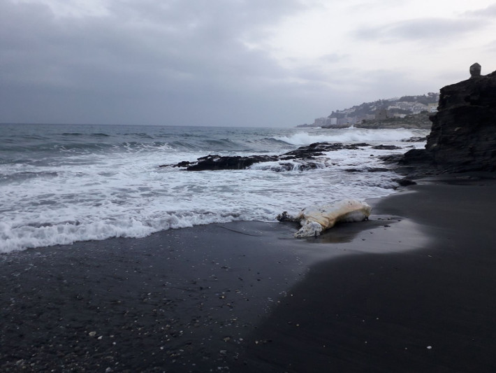 Aparece un caballo muerto en la playa  Calabajo de Almucar